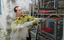 VIDEO: Đột kích căn nhà ở Bình Thạnh, phát hiện 202 con kỳ nhông nuôi nhốt trái phép