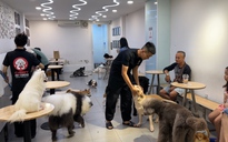 Chó, mèo ở TPHCM được tiêm vắc-xin miễn phí từ ngày 20-12