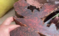 Ai đang đứng sau cuộc săn lùng loài gỗ "vô danh" có giá đến 3 triệu đồng/kg ở Quảng Trị?