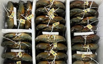 Những xã nào ở Cà Mau được quy hoạch nuôi cua xuất khẩu sang Trung Quốc?