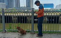 Chó thả rông, không rọ mõm