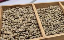 Giá cà phê hôm nay 18-12: Lao dốc phiên thứ 5, mốc 90.000 đồng/kg có thể thủng