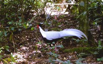 Bắt được con vật quý hiếm khi đi rừng, người dân giao nộp kiểm lâm