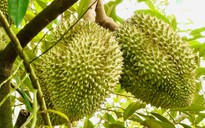 Thí điểm truy xuất nguồn gốc sầu riêng bằng tem do Bộ Công an phát hành