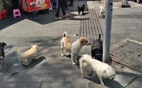 Từ ngày 15-12, có thể quay clip chó không rọ mõm gửi công an?