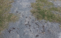 Giun đất trồi lên la liệt rồi chết khô ở Quảng Trị: Chuyện gì đang xảy ra?