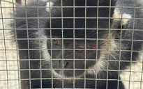 Đã bắt được con vật liên tiếp tấn công người dân ở Quảng Trị 