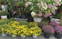 Người đi đường bất ngờ khi hoa kiểng Tết tràn ngập vỉa hè