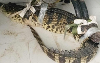 Người dân Cà Mau "dụ" cá sấu vào ao nước đặt sẵn lú để vây bắt