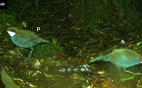 Phát hiện loài chim mới trên đảo quốc Thái Bình Dương