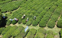 Thông tin mới nhất về vụ gần 500 container chè bị mắc kẹt ở Pakistan