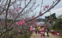 Hàng không, du lịch khẩn trương đổi lịch đón khách dịp Tết Dương lịch 2026