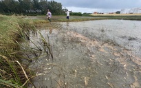 Xác định nguyên nhân tràn dầu ở Quảng Ngãi, khẩn trương khắc phục hậu quả