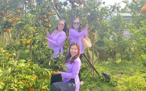 CLIP: "Đã mắt" với vườn quýt trĩu quả ở Cần Thơ