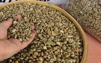 Giá cà phê hôm nay 28-12: Sát mốc 100.000 đồng/kg