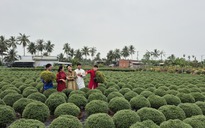 Vựa hoa miền Tây tất bật bán hoa Tết sớm qua livestream cùng người nổi tiếng