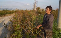 Nỗi buồn lan dọc thủ phủ mai vàng miền Trung