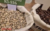 Giá cà phê hôm nay 3-12: Rớt giá liên tục, chưa tìm thấy đáy