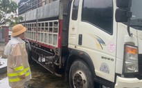 Tạm giữ 2 xe tải chở 7,2 tấn heo nghi nhiễm dịch tả heo châu Phi