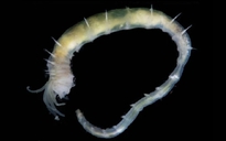 Vỏ Trái Đất rò rỉ, nuôi dưỡng sự sống kỳ lạ giữa băng cháy