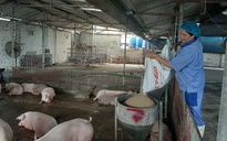 Giá heo hơi nóng trở lại trước Tết