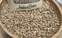 Giá cà phê hôm nay 10-12: Cắt mạch giảm sau 6 phiên