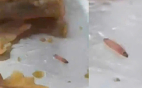 Phát hiện ấu trùng trong suất ăn bán trú ở một trường quốc tế: Nhà trường nói gì?