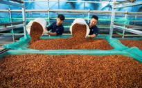 Ông lớn ngành cà phê nhận định gì về giá cà phê hôm nay 3-3?
