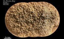 Tàu NASA tìm thấy hàng trăm "trứng nhện" bí ẩn ở Sao Hỏa