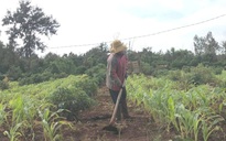 Thắng kiện hơn 2 tỉ đồng, 6 giáo viên đòi quyền lợi trong vô vọng