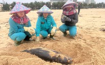 Liên tiếp phát hiện xác cá voi trôi dạt vào vùng biển Quảng Bình