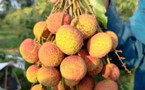 Vải Tây Nguyên đầu mùa giá cao đến khó tin