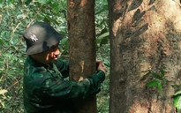 Chung tay giữ rừng mai cổ