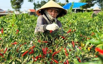 Nông dân miền Trung phấn khởi vì giá ớt cao kỷ lục