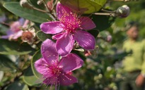 Khôi phục ký ức về những đồi hoa sim trên bán đảo Sơn Trà