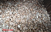 Giá cà phê hôm nay 13-5: Đột ngột lao dốc