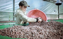 Giữ vị thế cho cà phê Việt (*): Đầu tư vào nội lực
