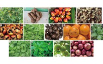 Loại cây ăn quả quen thuộc ở Việt Nam chứa chất chống ung thư
