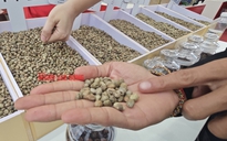 Giá cà phê hôm nay 16-5: Mất mốc quan trọng