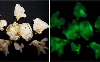 Tìm thấy 2 loài nấm có khả năng phát sáng, thuộc diện kỳ bí nhất thế giới
