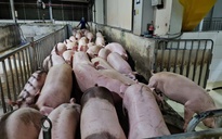 Giá heo hơi hôm nay 19-5: Tăng cục bộ, thị trường chờ đợt sóng mới?