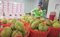 Lo xuất khẩu sầu riêng... hết thời