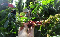 Bí quyết thành công của các ông lớn ngành cà phê
