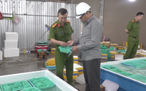 CLIP: Cận cảnh xử lý "kho" tôm hùm giống nhập lậu ở Khánh Hòa