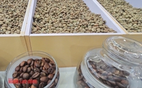 Giá cà phê hôm nay 23-5: Bốc hơi mạnh 3 con số