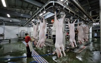 Giá heo hơi hôm nay 22-5: Miền Nam bỏ xa các khu vực khác