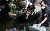 Chuyển giao gấu ngựa nặng 120 kg cho trung tâm cứu hộ ở Vườn quốc gia Bạch Mã