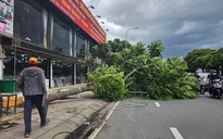 Cây xanh to bật gốc giữa trưa