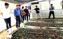 Ba lần thay đổi cấp mã số vùng trồng sâm Ngọc Linh chỉ trong 1 tháng