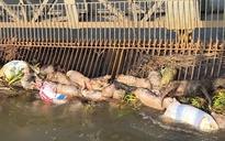 Hình ảnh heo chết nằm la liệt trên kênh dẫn nước ở Bình Dương